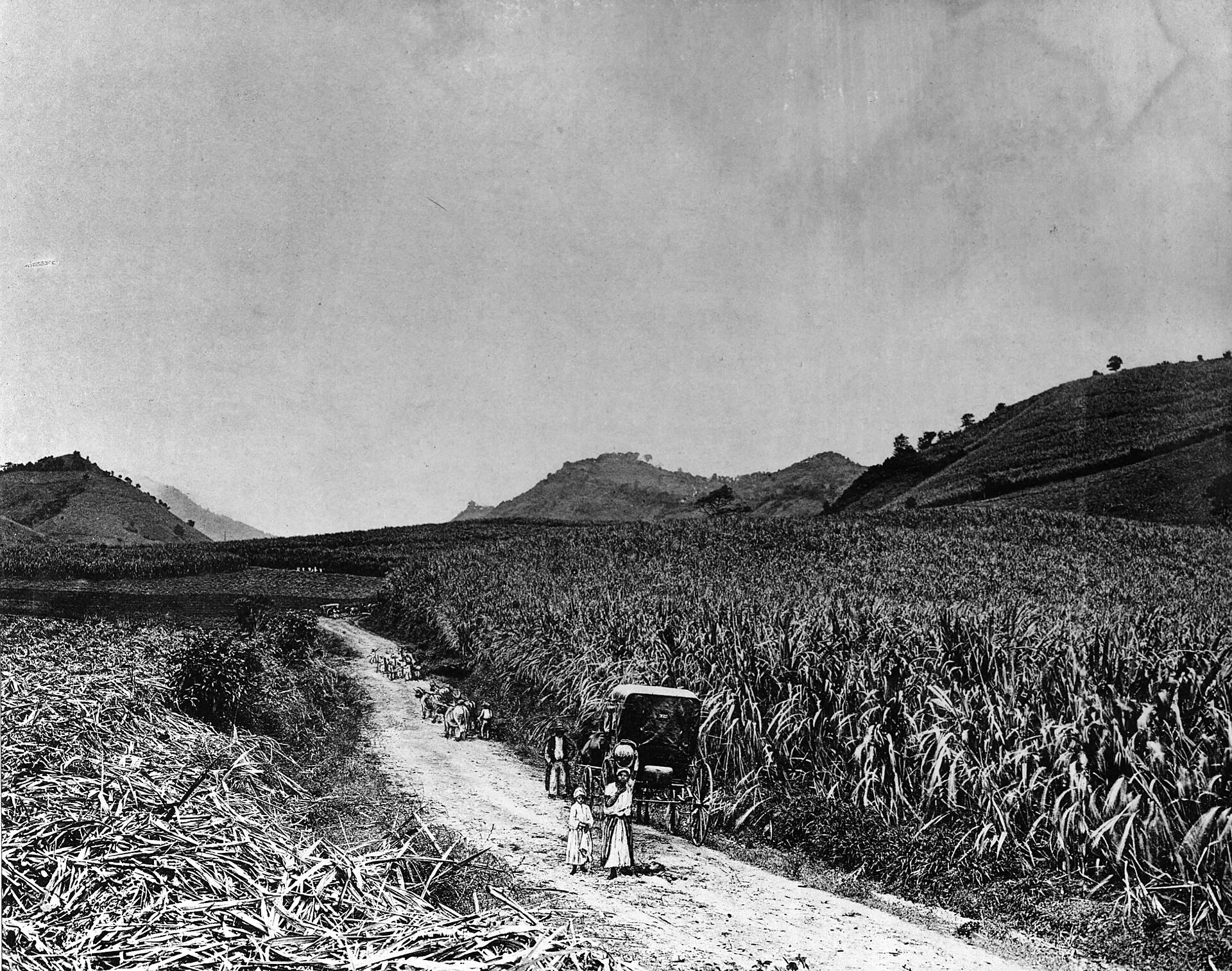 Champ de canne à sucre sous le vent dans une plantation de Martinique